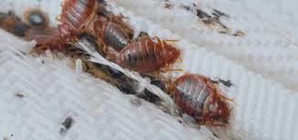 Yatak Böceği (Tahtakurusu) Nasıl Yok Edilir?